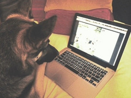 Photo du chien de Guy Lanoue devant son ordinateur