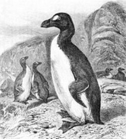 Dessin d'un pingouin