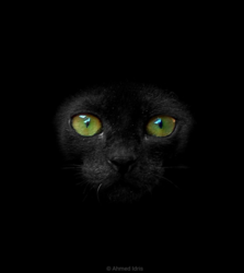 Photo d'un chat noir