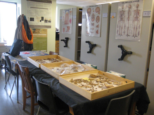 Photo du local C-3065 et des collections ostéologiques