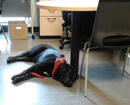 La chienne Serpentine se repose au bureau après sa surveillance de la Place Laurentienne.