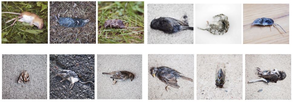 Un ensemble de photos de petits animaux et d'insectes morts