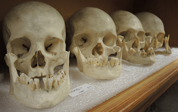 Collection de crânes humains modernes du laboratoire de paléontologie humaine et ostéologie.