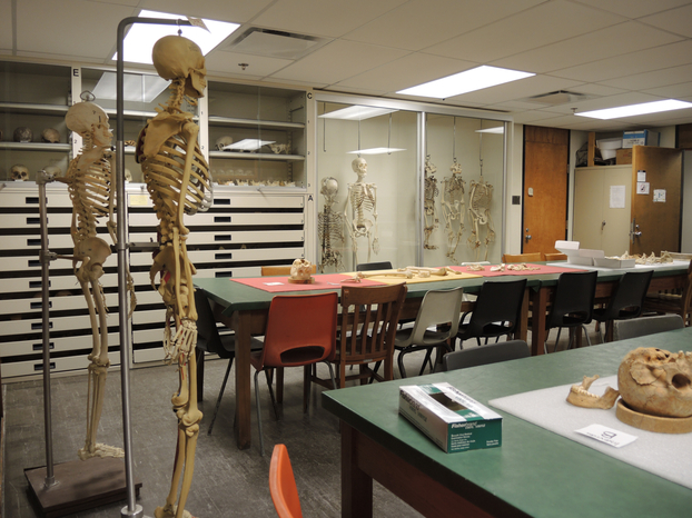 Squelettes articulés et désarticulés, laboratoire de paléontologie humaine et ostéologie.