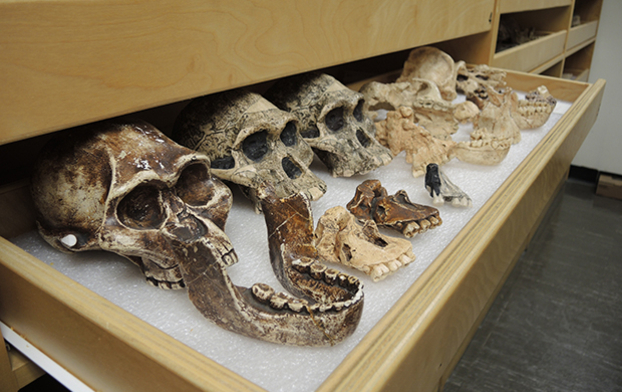 Moulages d’Australopithecus africanus, laboratoire de paléontologie humaine et ostéologie.
