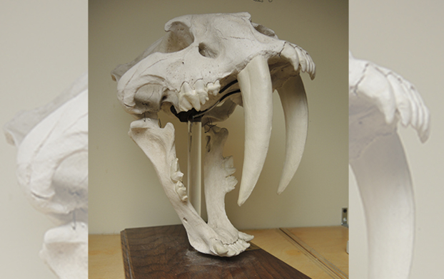 Moulage de Smilodon californicus (Tigre à dents de sabre), laboratoire de paléontologie humaine et ostéologie.