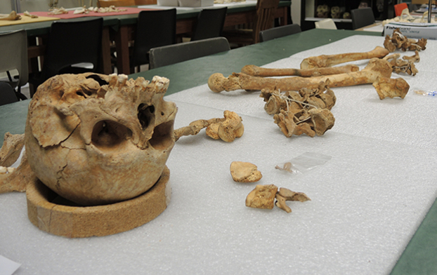 Squelette en cours d’étude, laboratoire de paléontologie humaine et ostéologie.