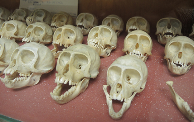 Squelettes articulés et désarticulés, laboratoire de paléontologie humaine et ostéologie.