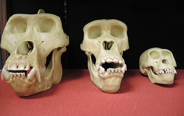 Moulages de crânes de gorilles mâle, femelle et juvénile, laboratoire de paléontologie humaine et ostéologie.